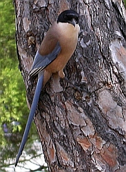 Iberian Azure-winged Magpie - Cyanopica cooki © Teresa Farino